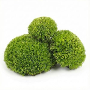 May include: Three bright green moss balls are arranged against a white background. The moss has a dense, textured appearance, with numerous small, needle-like leaves. The spherical shapes vary slightly in size, creating a natural, organic aesthetic.