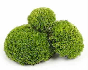 1 Sq Ft Live Cushion Moss (Bulk)