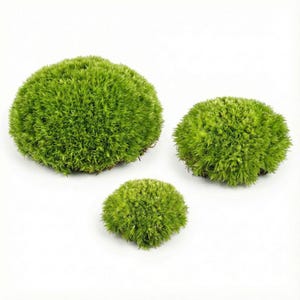Live Cushion Moss for Terrariums & Vivariums (Leucobryum glaucum) - Terrarium Grade