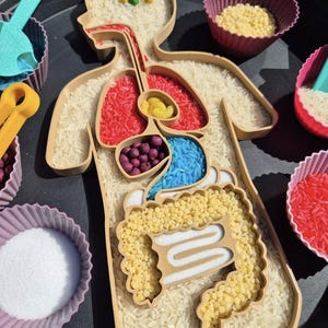 Può includere: Un set di attività sensoriali con un contorno del corpo umano riempito di riso e materiali colorati per rappresentare gli organi interni. Include piccole tazze con materiali sensoriali aggiuntivi e strumenti di gioco.