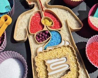 Sensoriskt bricka för människokroppen | Montessori-leksak | Biologiskt nedbrytbart majsmaterial | Pedagogisk aktivitetstavla