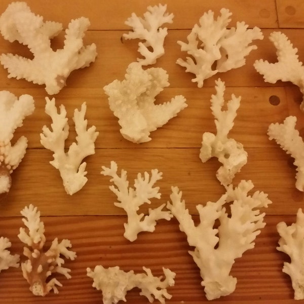 1  to 4 Pieces white off white Real Coral Reef Assorted stem Coral Natural approx. 1/2 to 4" sea life Decor,Wedding Table Decor Centerpiece