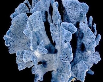 Real Blue Ridge Tall Coral Medium to Large Coral Natural 6 1/2 to 9 1/2" inch sea life Decor,Wedding Table Decor,Centerpiece