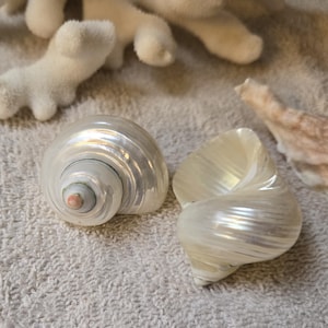 Puede incluir: Dos conchas nacaradas con patrones en espiral y un tono rosado en el centro. Las conchas están sobre una superficie texturizada de color gris claro, con coral blanco y un fragmento de concha beige en el fondo.