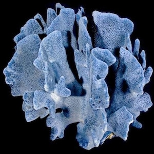 Real Blue Ridge Coral Reef Tree Small to Medium large Coral Natural 4-5 to 7 -12" inch approx.sea life Decor,Wedding Table Decor,Centerpiece