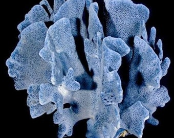 Real Blue Ridge Coral Reef Tree Small to Medium large Coral Natural 4-5 to 7 -12&quot; inch approx.sea life Decor,Wedding Table Decor,Centerpiece