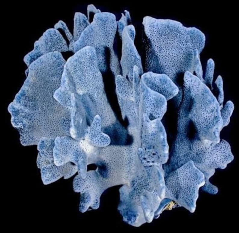 Reale Blue Ridge Coral Reef da piccolo a medio autentico corallo naturale da 6 a 9 1/2 pollici circa. Decorazione di vita marina, decorazione della tavola di nozze, centrotavola immagine 1