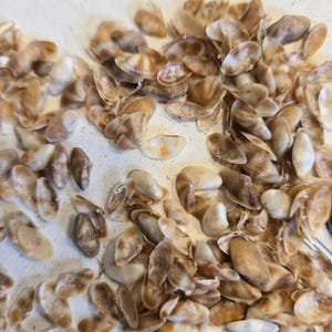 May include: A collection of small, oval-shaped seashells scattered across a surface. The shells feature a mix of light beige, tan, and dark brown mottled patterns, with smooth, curved surfaces and varying degrees of translucency and wear.