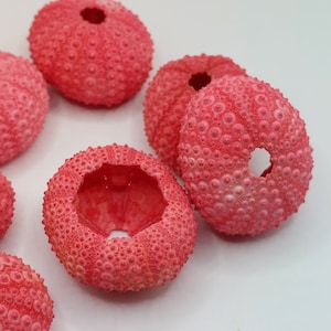 May include: A group of six pink sea urchin shells with a textured surface. The shells are arranged in a semi-circle on a white background.