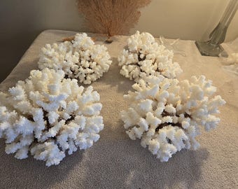 May include: Four white coral pieces on a white textured surface. The coral is a natural material and has a rough texture.