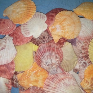 5-50 Pecten Pectin Nobilis Scallop colorful Seashell 1 1/2 upto 3 1/2&quot; Noble scallop shells bright color Pink Red Orange purple Free US Ship