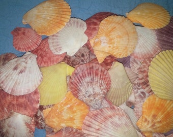 5-50 Pecten Pectin Nobilis Scallop colorful Seashell 1 1/2 upto 3 1/2" Noble scallop shells bright color Pink Red Orange purple Free US Ship