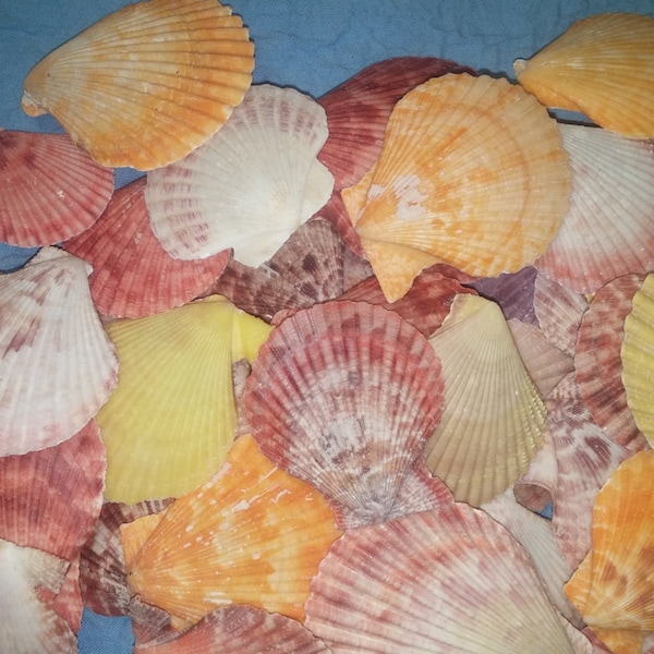 5 to 50 Pecten Pectin Nobilis Scallop colorful Seashell 1 to 2 1/2 1 1/2 to 3 1/2" Noble scallop shells bright colors Pink Red Orange purple