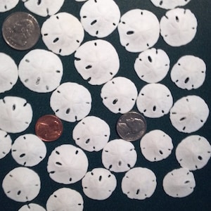 Da 5 a 500 piccoli dollari di sabbia bianchi da 1/2&quot; a 1 1/4&quot; piccoli dollari di sabbia a punta di freccia con tema nautico per spiaggia, matrimoni, decorazioni per la casa, articoli per l&#39;artigianato