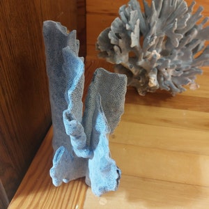 Real Blue Ridge Coral Reef Small to Medium Genuine Coral Natural 6 to 9 1/2 inches approx. sea life Decor,Wedding Table Decor,Centerpiece image 3