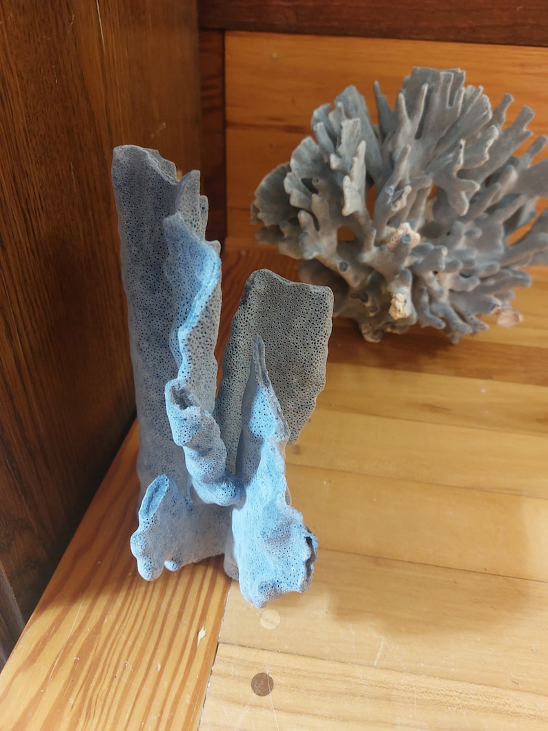 Real Blue Ridge Coral Reef Small to Medium Genuine Coral Natural 6 to 9 1/2 inches approx. sea life Decor,Wedding Table Decor,Centerpiece image 3