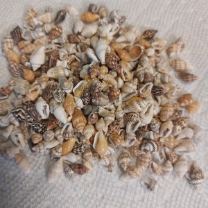 May include: A large pile of small, brown, white, and tan seashells. The shells are various shapes and sizes, and some have a spiral pattern.