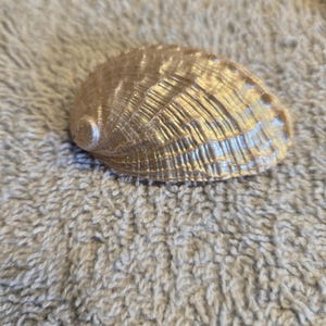 Abalone Shells Jewelry Supplies 5 to 100 Iridescent Pearl Silver Gold Hues Seashells 2 to 3" 6~8.5 cm• Beach • Wedding • Craft