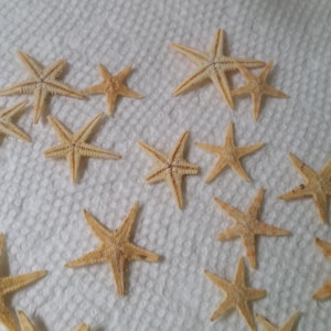 May include: A collection of 16 beige starfish of varying sizes on a white surface.