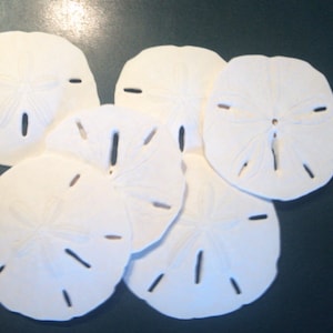 Echte Sand Dollar 50 Stück 6,5 - 6,5 cm 3 bis 3 1/2 , 3 1/2 bis 4 1/4 zoll Sanddollars Strand Dekor, Basteln, Hochzeiten