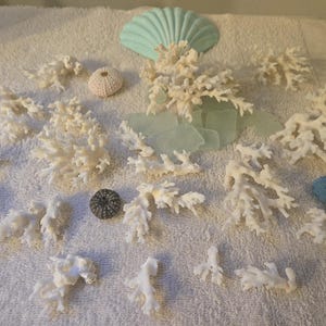 May include: A collection of white coral pieces and sea urchins on a white towel. The coral is in various shapes and sizes, and the sea urchins are blue and gray.