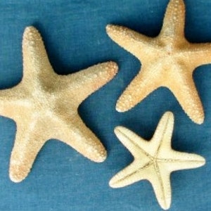 Real Jungle Mud  Starfish  Orange Brown Amber color 1 to 3 pcs 2  to 4 1/2&quot; or 3&quot; to 5&quot; inch Mud Starfish Weddings Supply Beach decor