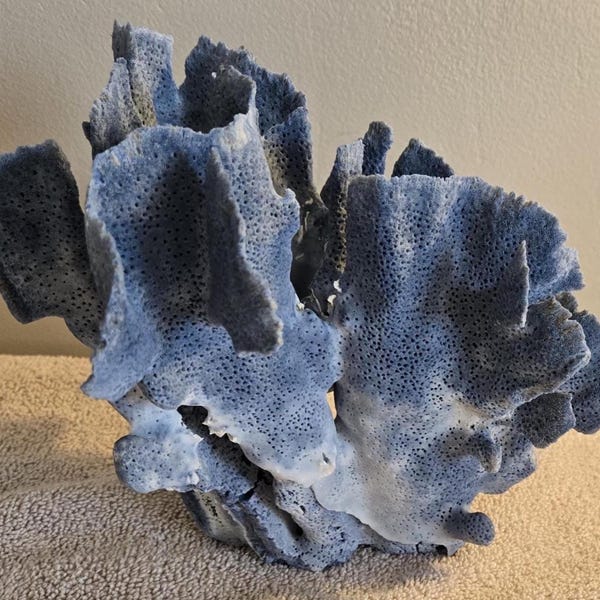 B Auténtico coral Blue Ridge extragrande, coral natural de 2-3" x 3-4" x 4 a 9.5" pulgadas de tamaño, decoración de vida marina, decoración de mesa de boda, centro de mesa