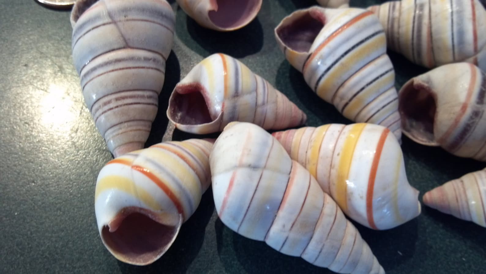 Haitian Tree Snail Seashell 5 to 100 Pcs Candy Cane Candy Snail Shells ...