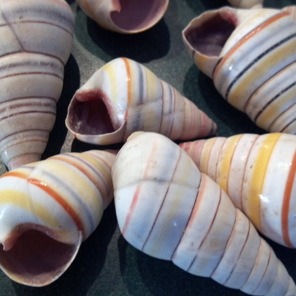 Haitian Tree Snail Seashell 5 to 100 pcs Candy cane Candy Snail Shells whimsical rainbow striped seashells in orange,yellow,red blue spirals