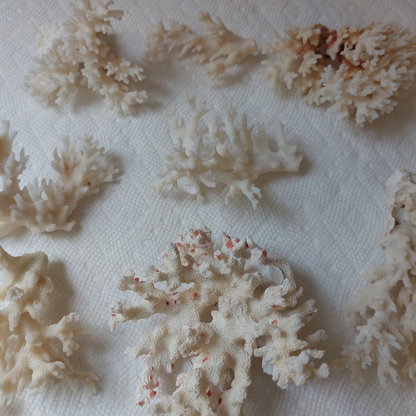 1  to 4 Pieces white off white Real Coral Reef Assorted stem Coral Natural approx. 1/2 to 4" sea life Decor,Wedding Table Decor Centerpiece