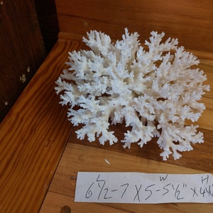 Real large  white Coral Tree off white Finger like Coral Reef Large Natural approx. 4 to 9" Length Lace  Coral Table Decor,Centerpiece