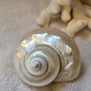 1 Jade  pearled turbo snail Iridescent Pearl Silver Gold green  hues 2 3/4" to 3 1/4" Beach Wedding Favor Crafts Hermit Crab