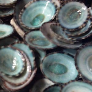 May include: A collection of small, teal-colored seashells with a glossy finish. Each shell has a dark brown rim and a lighter, almost white, interior. The shells are clustered together, creating a textured surface.