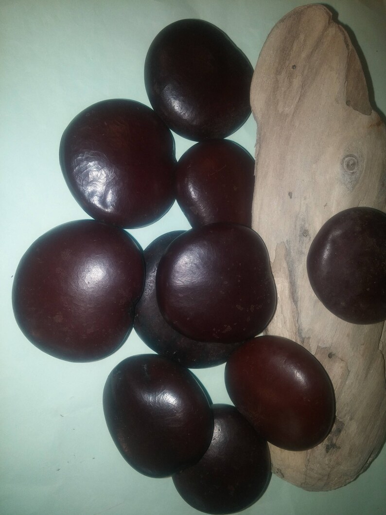 1 to 25 pieces Lucky Sea Bean Heart Bean Seabean Heartbean Etsy