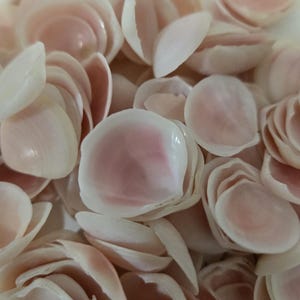 5 to 600 Broken shells and pieces Rose Cups Apple Blossoms shells Small Medium Oval Rose cup Clam Cockle 1/2- 1"  1-3cm Seashells