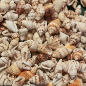 May include: A close-up of a collection of small, white seashells with brown and black markings. The shells are arranged in a random pattern and are all different shapes and sizes.