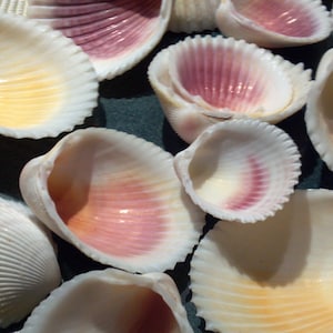 10 to 1000 Medium Rose Pink Yellow Cockle Shell 1-2&quot; 2.5- 5.5 cm Rose Yellow Clam SeaShell Wedding Favors Craft Supply Jewelry Free US Ship