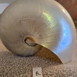 Pearl Nautilus Shell 2nd Quality Slight imperfections 4- 5&quot; inches in size 7.5 to 12.5cm 1 piece White Pearlized Nautilus Shell Beach Decor