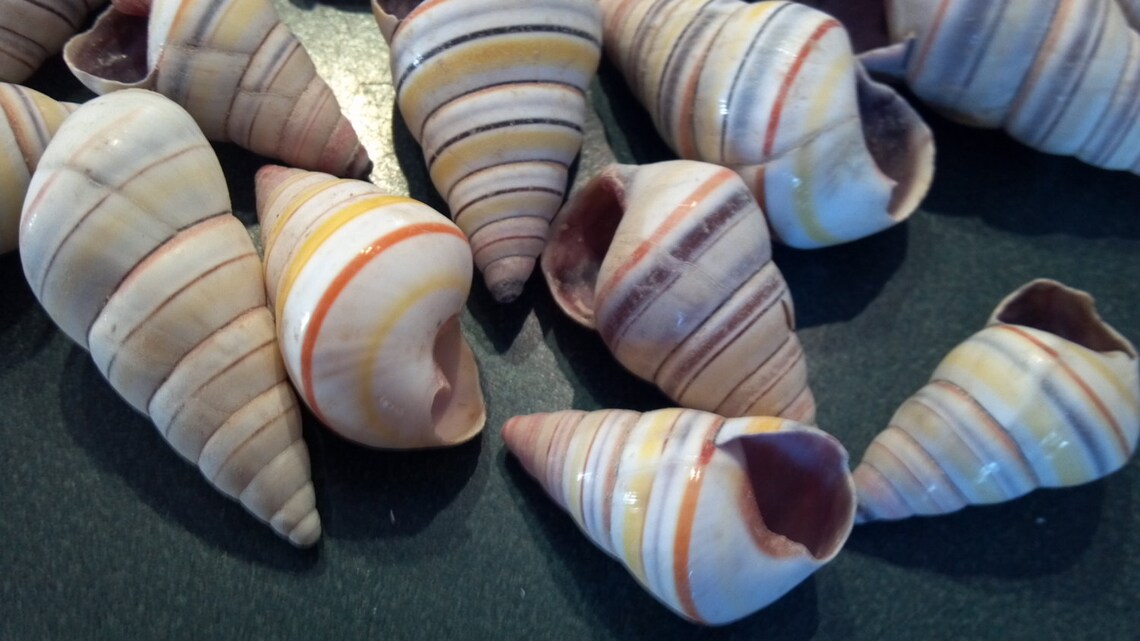 Haitian Tree Snail Seashell 5 to 100 Pcs Candy Cane Candy Snail Shells ...