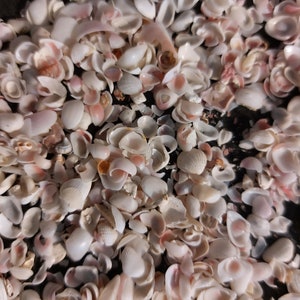 May include: A collection of small, white and pink seashells. The shells are mostly broken and have a variety of shapes and sizes.