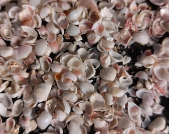 Könnte beinhalten: Eine Sammlung kleiner, weißer und rosa Muscheln. Die Muscheln sind größtenteils zerbrochen und haben verschiedene Formen und Größen.