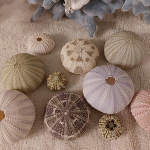 5 to 20 Variety Pack Sea Urchin Bulk  Pink Sea Urchin 3/4 to 3&quot; Pink Purple Green Alfonzo Gates Sputnik Sea Urchin sealife seashell shell
