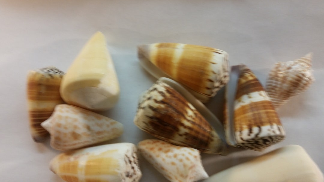 1 to 12 Small to Large Real Genuine Cone Shells Beige Earth Tones ...