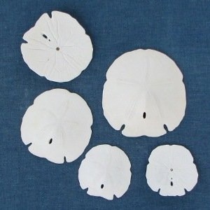 May include: Five sand dollars of varying sizes, all white and with a natural, slightly rough texture. The sand dollars are arranged in a semi-circle on a blue background.