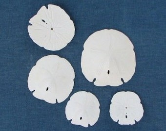 1 to 3 pieces Real Arrowhead  Arrow Head Sand Dollars Sanddollars 2.75" to 4.75" sand dollars Wholesale Beach Decor ,Crafts,Weddings