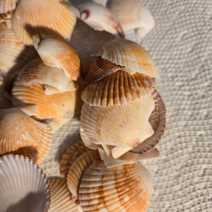 Puede incluir: Una colección de conchas marinas en varios tonos de blanco y marrón. Las conchas están dispuestas en una pila, con algunas superpuestas. Las conchas tienen una textura natural y orgánica.