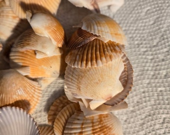 May include: A collection of seashells in various shades of white and brown. The shells are arranged in a pile, with some overlapping. The shells have a natural, organic texture.