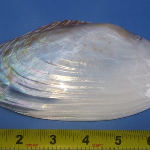 May include: A large, iridescent white seashell with a brown rim. The shell is approximately 6 inches long.