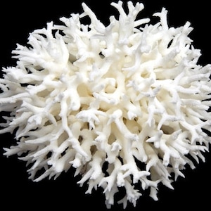 LARGE Real Birdsnest Birds Nest real Reef Coral Natural Tree 2 -3 3-4 4-6 to 9 1/2 sea life FREE US Shipping Decor Wedding Table Centerpiece