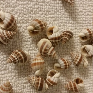 5 to 1000 pcs Nutmeg like Seashells Shell Mix Cancellaria Reticulata Common Nutmegl Orange Earthtones Natural Shells .25 .75 Craft Supply image 2